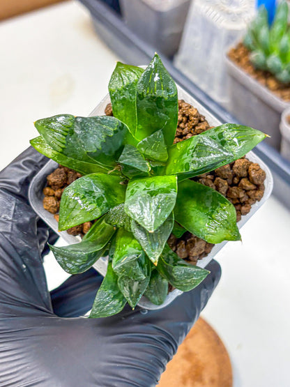 Haworthia Atrofosca (wa11) (3) | Easy Care Indoor Plant