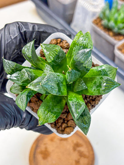 Haworthia Atrofosca (wa11) (3) | Easy Care Indoor Plant