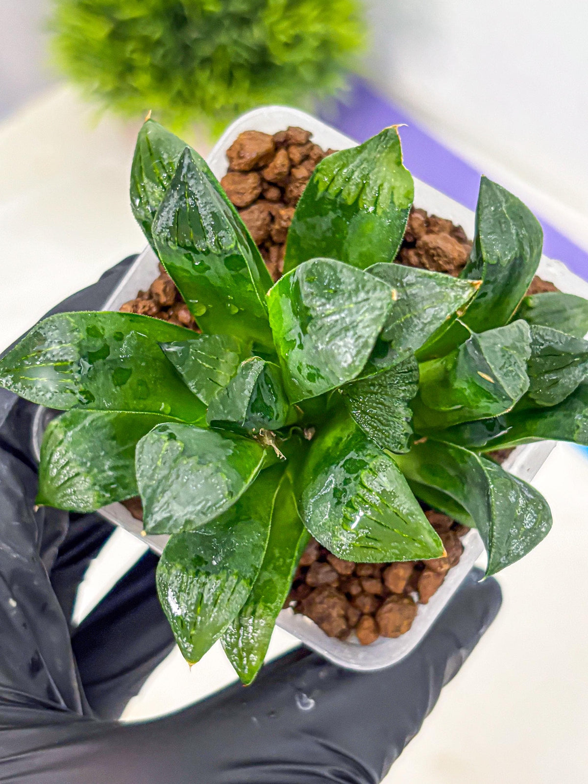 Haworthia Atrofosca (wa11) (3) | Easy Care Indoor Plant