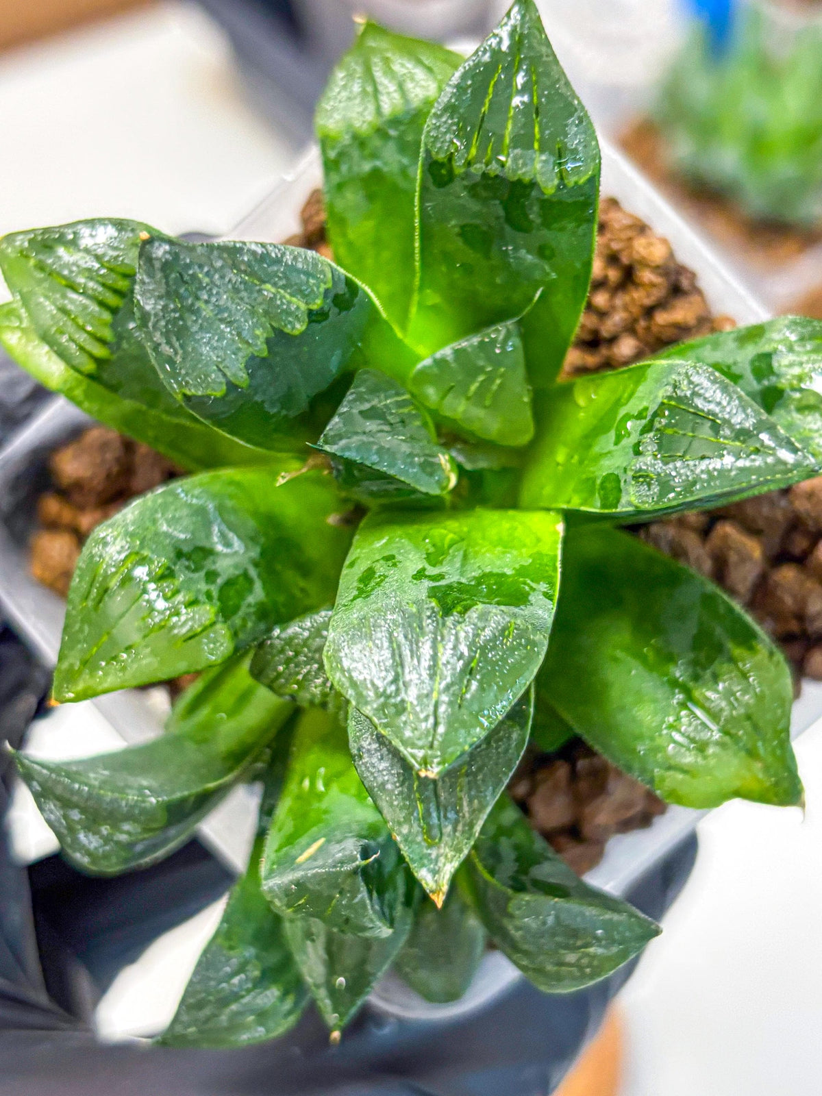 Haworthia Atrofosca (wa11) (3) | Easy Care Indoor Plant