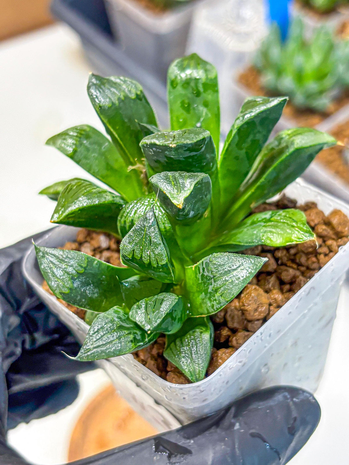 Haworthia Atrofosca (wa11) (3) | Easy Care Indoor Plant