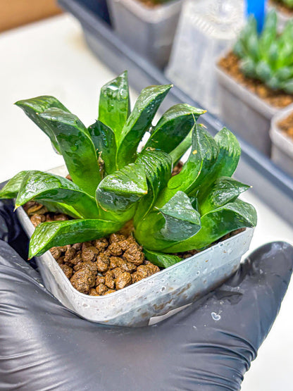 Haworthia Atrofosca (wa11) (3) | Easy Care Indoor Plant