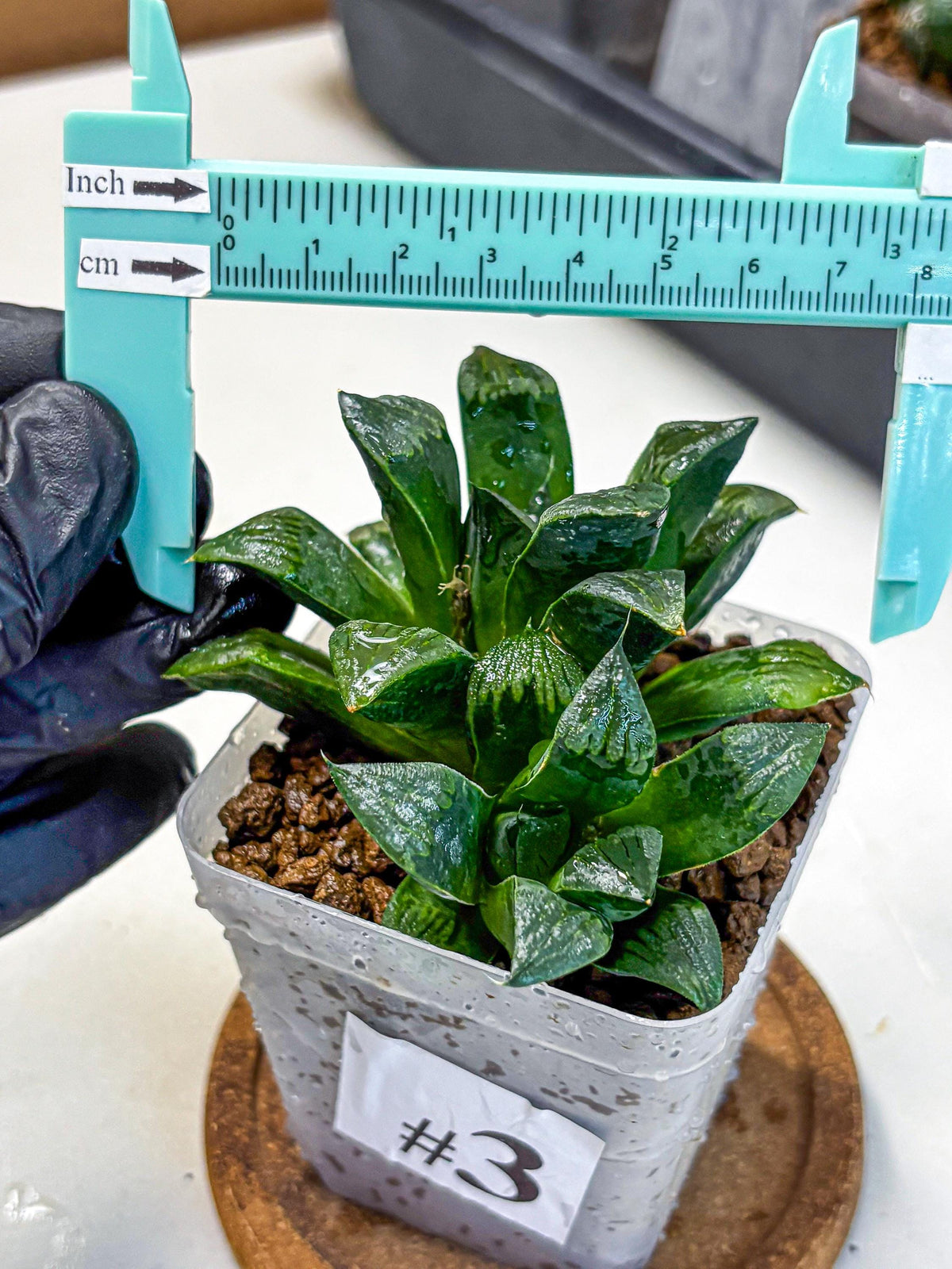 Haworthia Atrofosca (wa11) (3) | Easy Care Indoor Plant