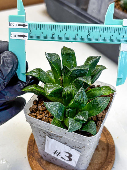 Haworthia Atrofosca (wa11) (3) | Easy Care Indoor Plant