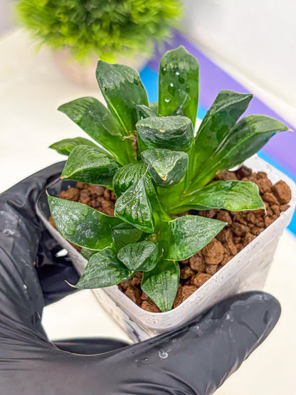Haworthia Atrofosca (wa11) (3) | Easy Care Indoor Plant