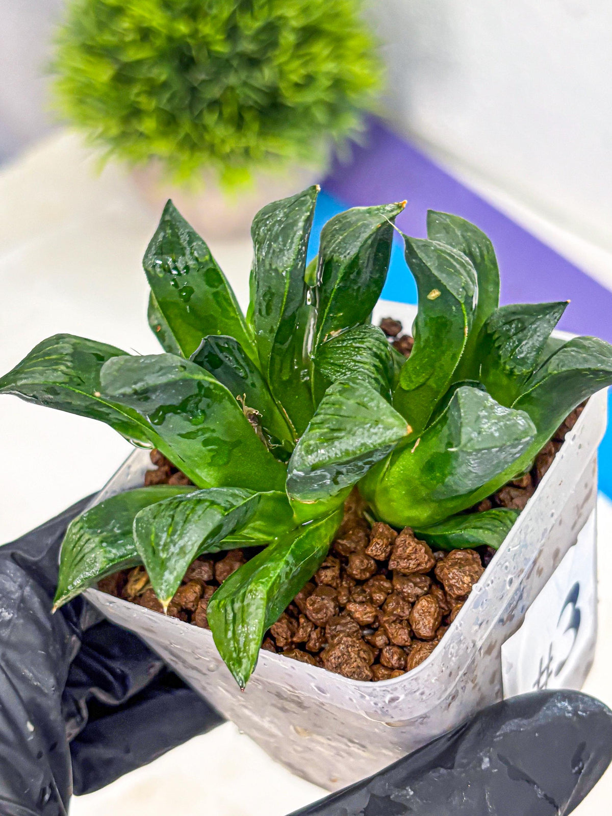 Haworthia Atrofosca (wa11) (3) | Easy Care Indoor Plant