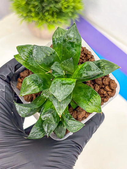 Haworthia Atrofosca (wa11) (3) | Easy Care Indoor Plant