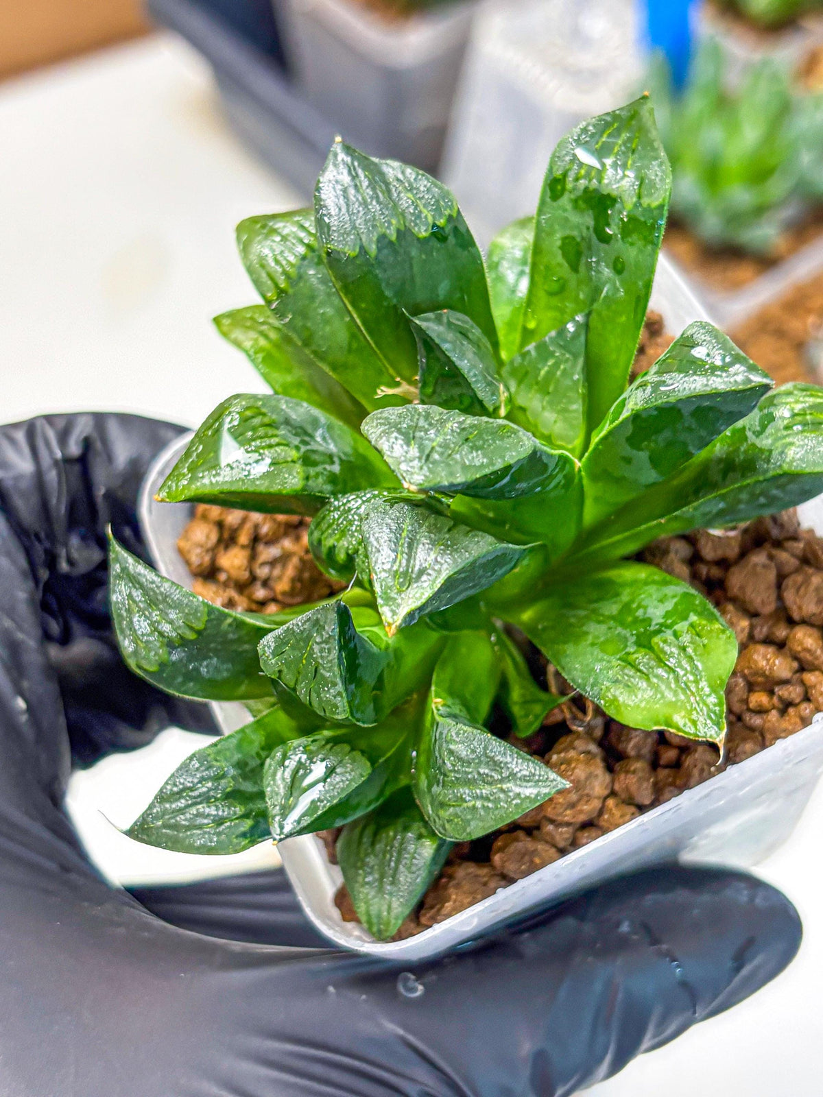 Haworthia Atrofosca (wa11) (3) | Easy Care Indoor Plant