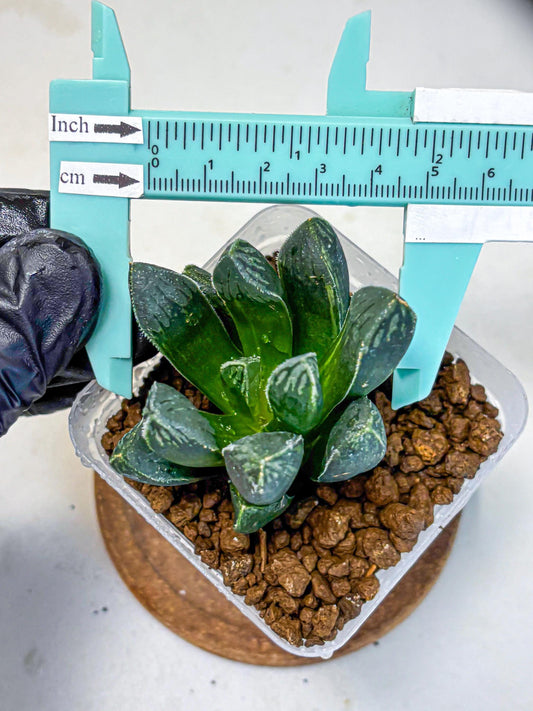 Haworthia Obtusa x pygmaea (wa11) (5) | Easy Care Indoor Plant