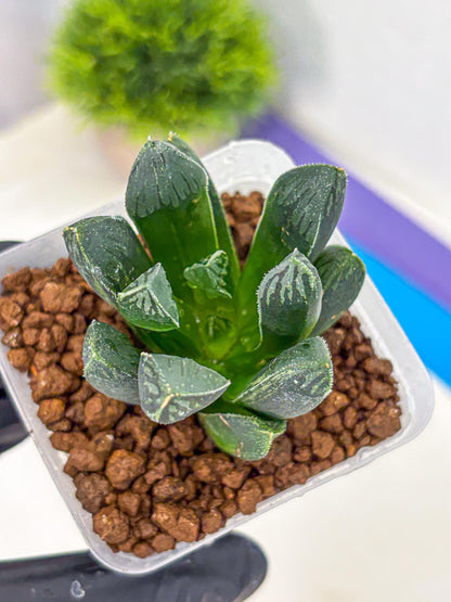 Haworthia Obtusa x pygmaea (wa11) (5) | Easy Care Indoor Plant