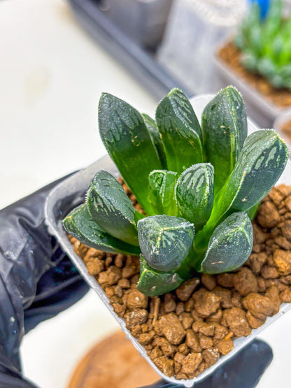 Haworthia Obtusa x pygmaea (wa11) (5) | Easy Care Indoor Plant