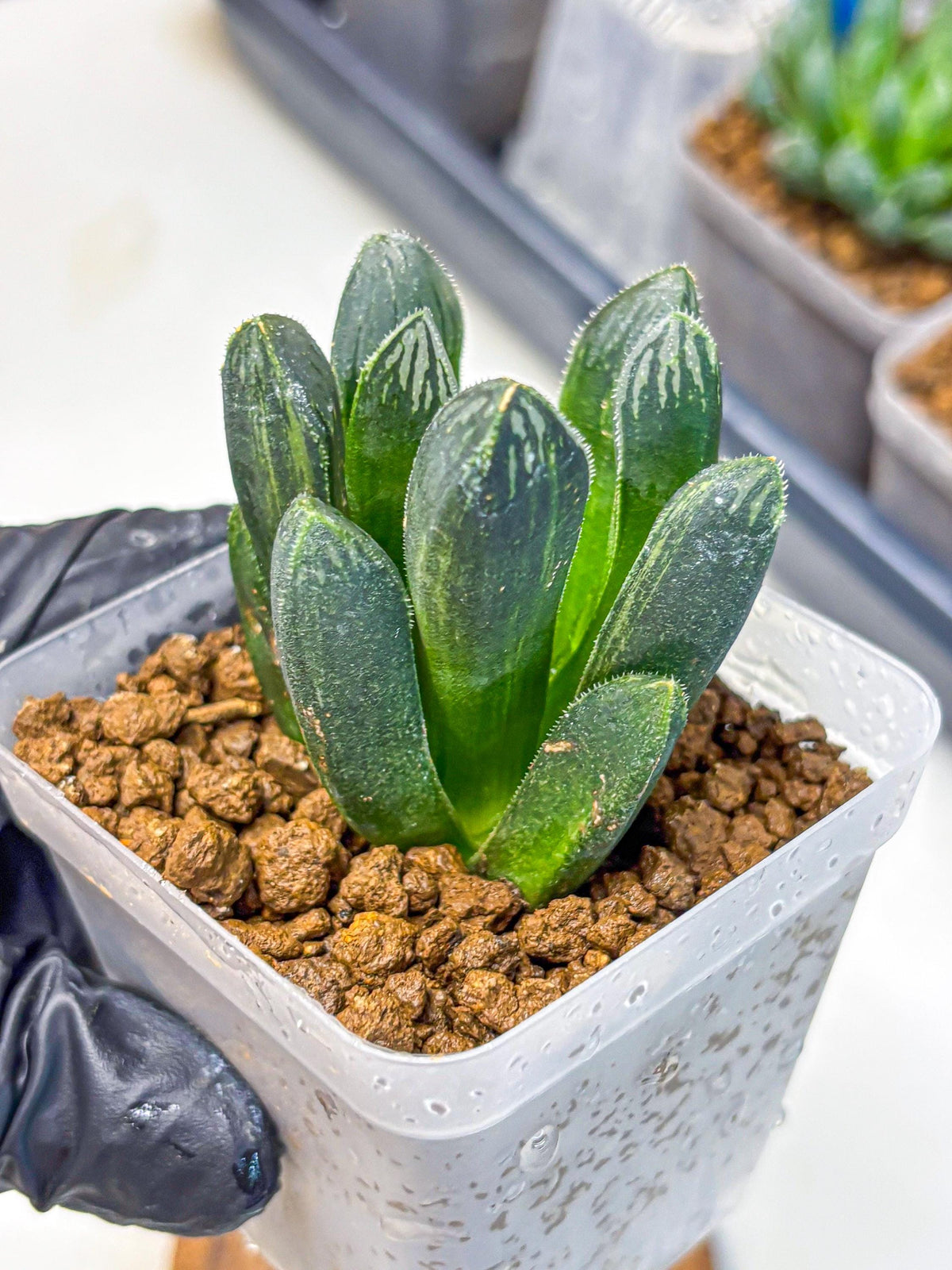 Haworthia Obtusa x pygmaea (wa11) (5) | Easy Care Indoor Plant