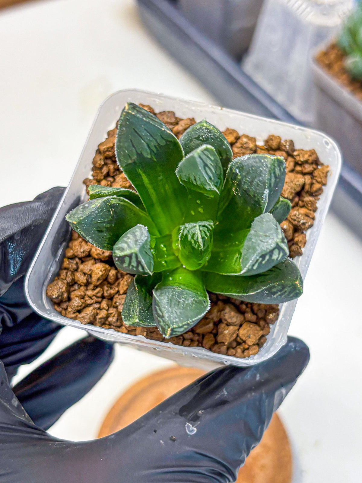 Haworthia Obtusa x pygmaea (wa11) (5) | Easy Care Indoor Plant