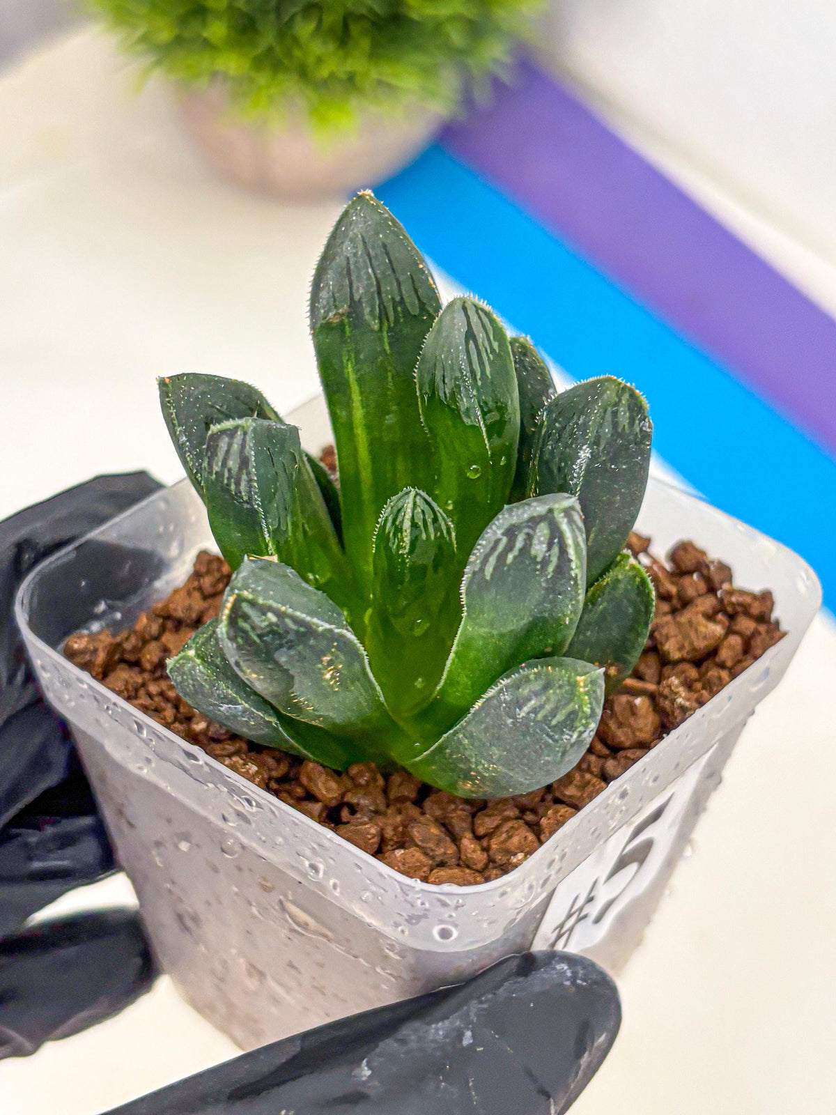 Haworthia Obtusa x pygmaea (wa11) (5) | Easy Care Indoor Plant