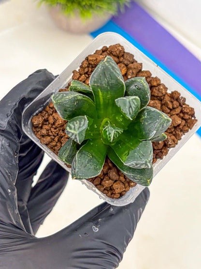 Haworthia Obtusa x pygmaea (wa11) (5) | Easy Care Indoor Plant