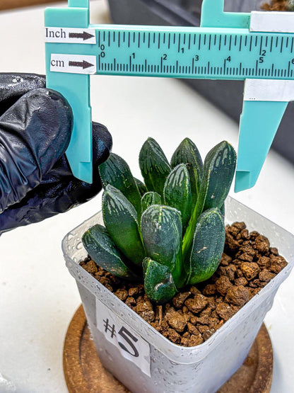 Haworthia Obtusa x pygmaea (wa11) (5) | Easy Care Indoor Plant