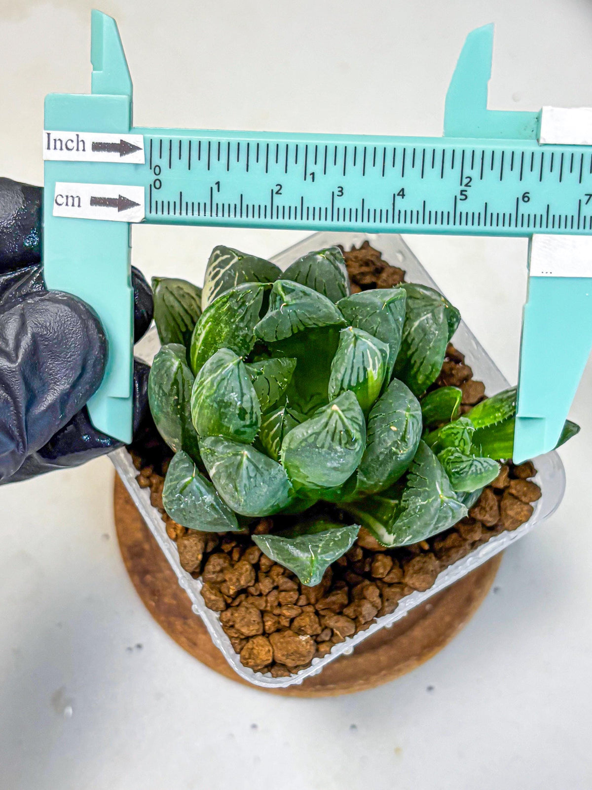 Haworthia Obtusa hyb (wa11) (6) | Easy Care Indoor Plant