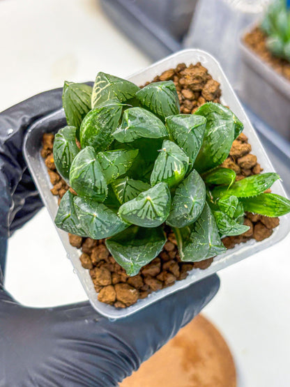 Haworthia Obtusa hyb (wa11) (6) | Easy Care Indoor Plant