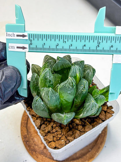 Haworthia Obtusa hyb (wa11) (6) | Easy Care Indoor Plant