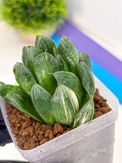 Haworthia Obtusa hyb (wa11) (6) | Easy Care Indoor Plant