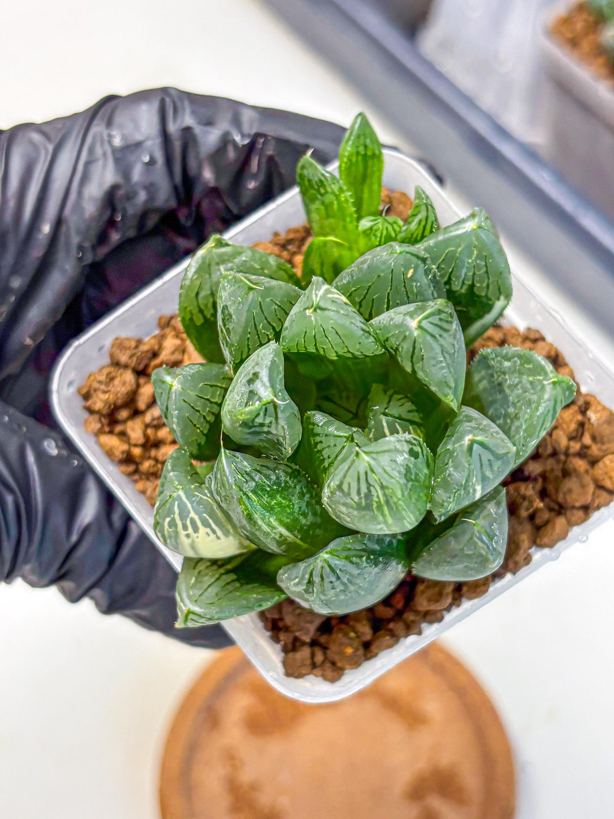 Haworthia Obtusa hyb (wa11) (6) | Easy Care Indoor Plant