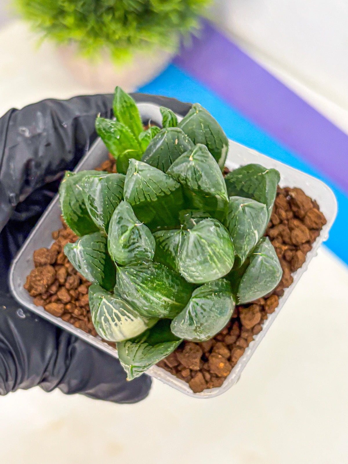 Haworthia Obtusa hyb (wa11) (6) | Easy Care Indoor Plant