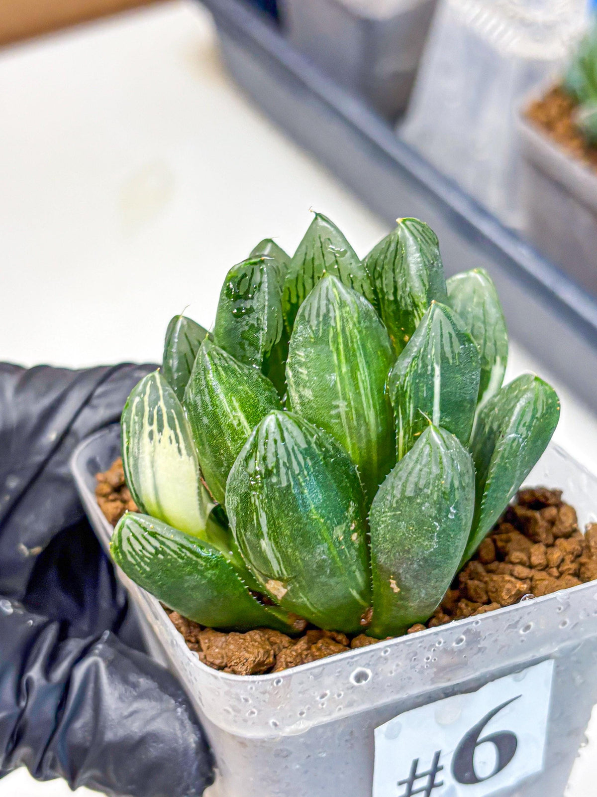 Haworthia Obtusa hyb (wa11) (6) | Easy Care Indoor Plant