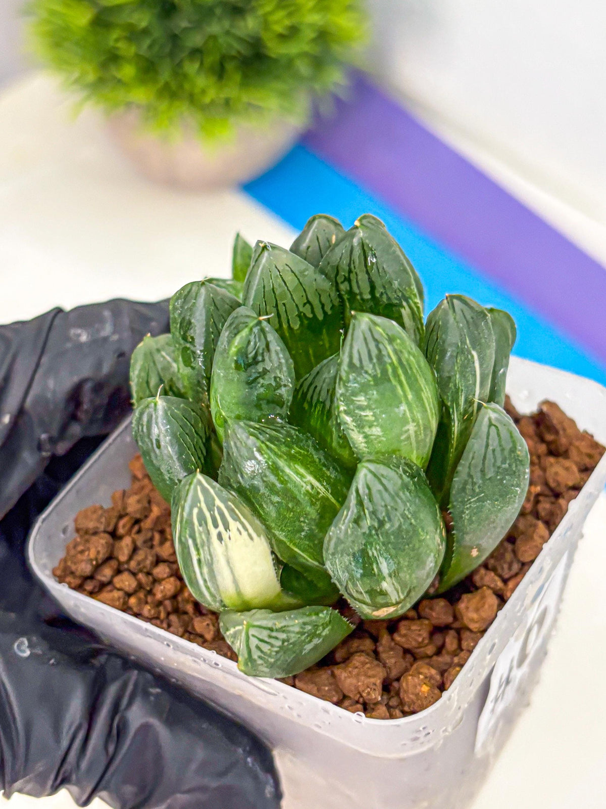 Haworthia Obtusa hyb (wa11) (6) | Easy Care Indoor Plant