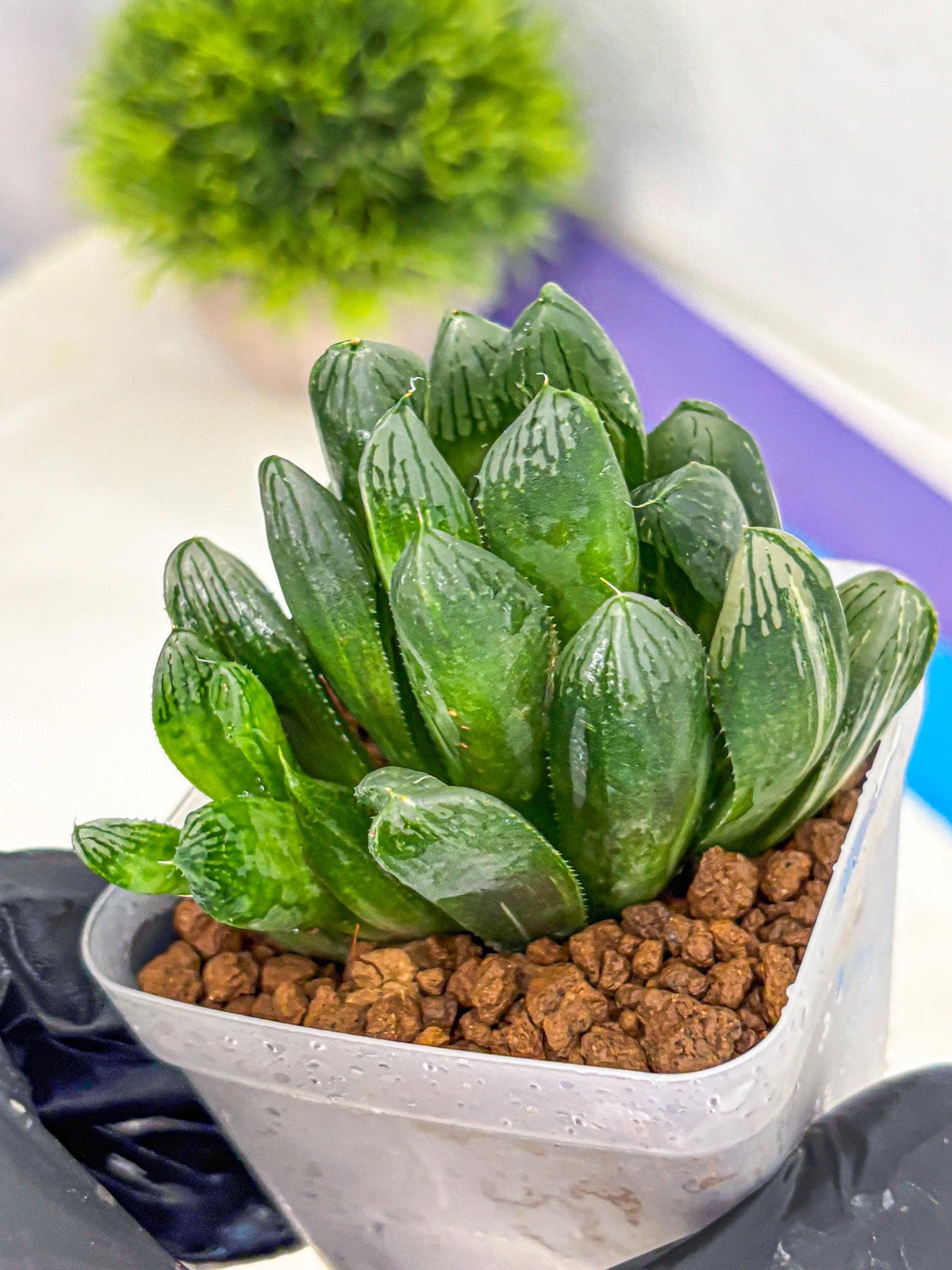 Haworthia Obtusa hyb (wa11) (6) | Easy Care Indoor Plant