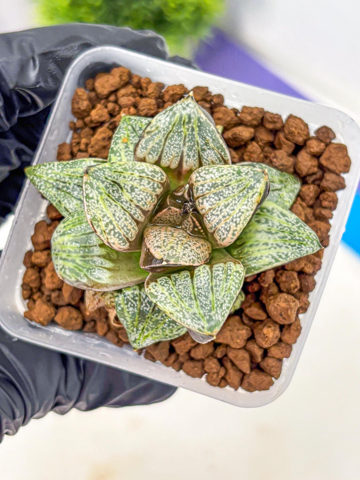 Haworthia Picta Hyb (wa11) (7) | Easy Care Indoor Plant