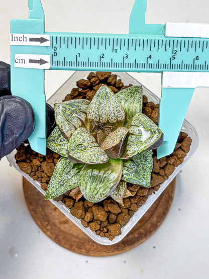 Haworthia Picta Hyb (wa11) (7) | Easy Care Indoor Plant