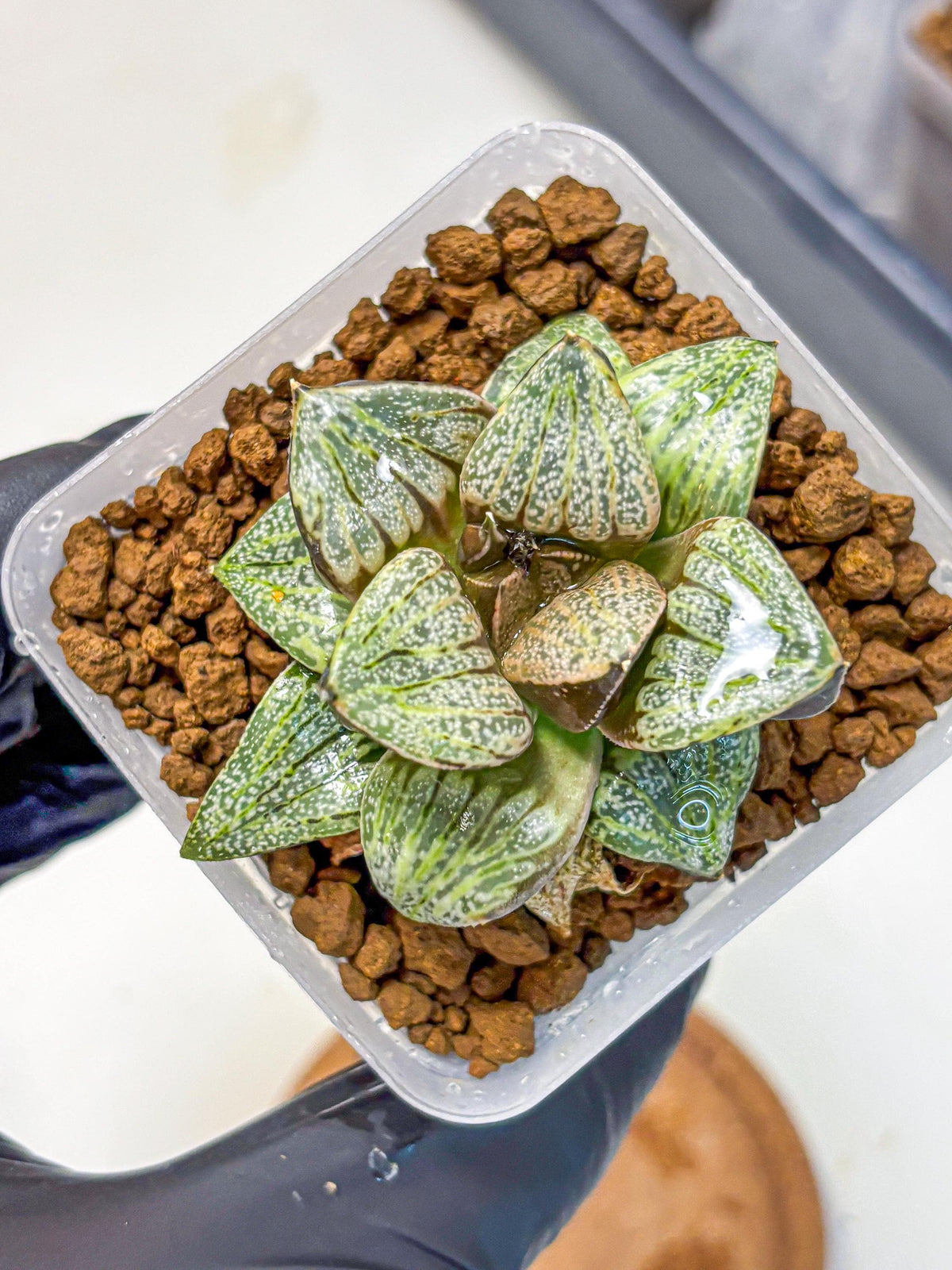 Haworthia Picta Hyb (wa11) (7) | Easy Care Indoor Plant