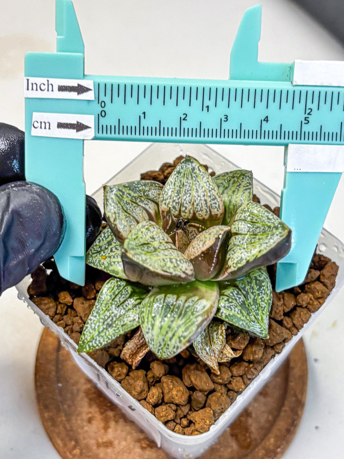 Haworthia Picta Hyb (wa11) (7) | Easy Care Indoor Plant