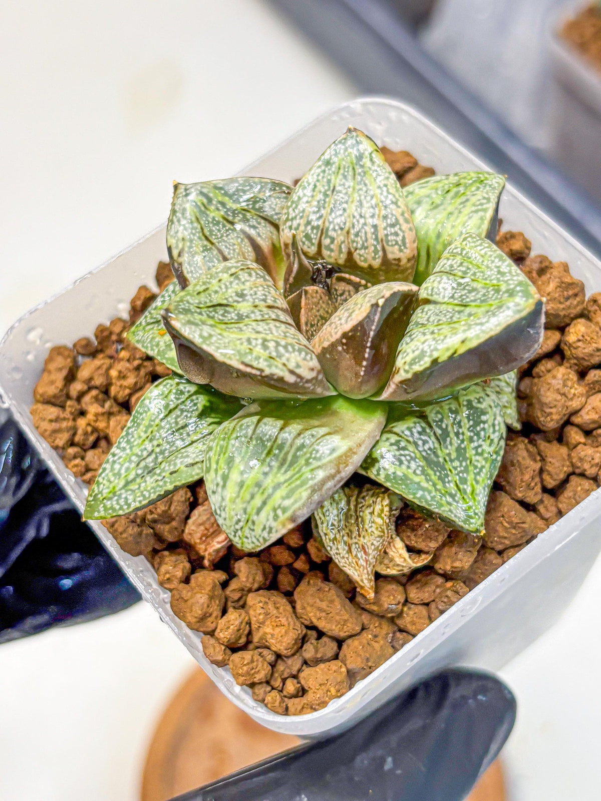 Haworthia Picta Hyb (wa11) (7) | Easy Care Indoor Plant