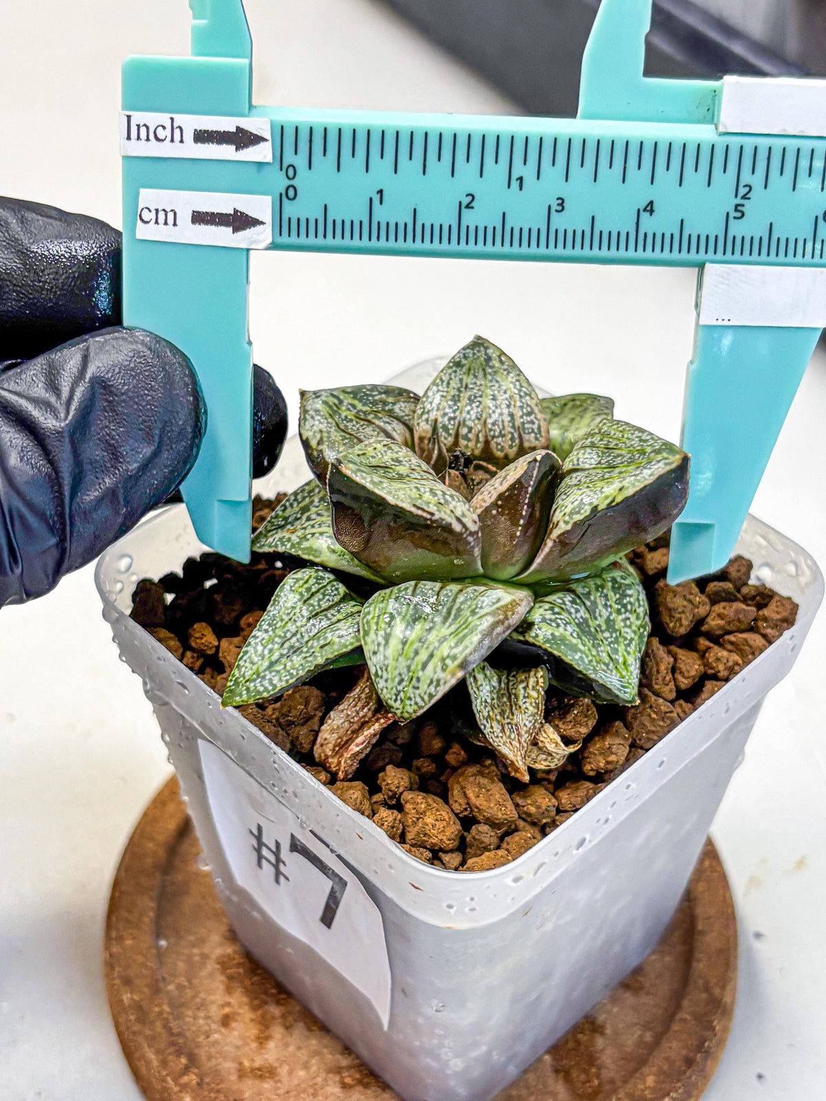 Haworthia Picta Hyb (wa11) (7) | Easy Care Indoor Plant