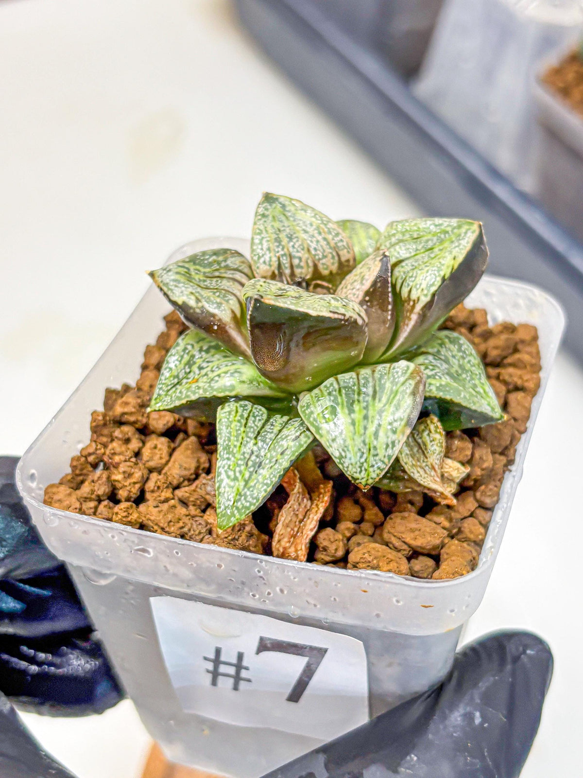 Haworthia Picta Hyb (wa11) (7) | Easy Care Indoor Plant