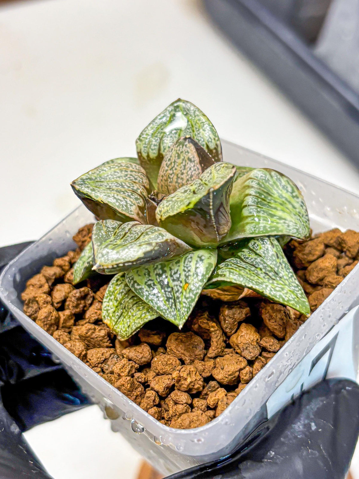 Haworthia Picta Hyb (wa11) (7) | Easy Care Indoor Plant