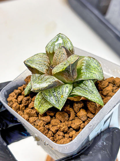 Haworthia Picta Hyb (wa11) (7) | Easy Care Indoor Plant