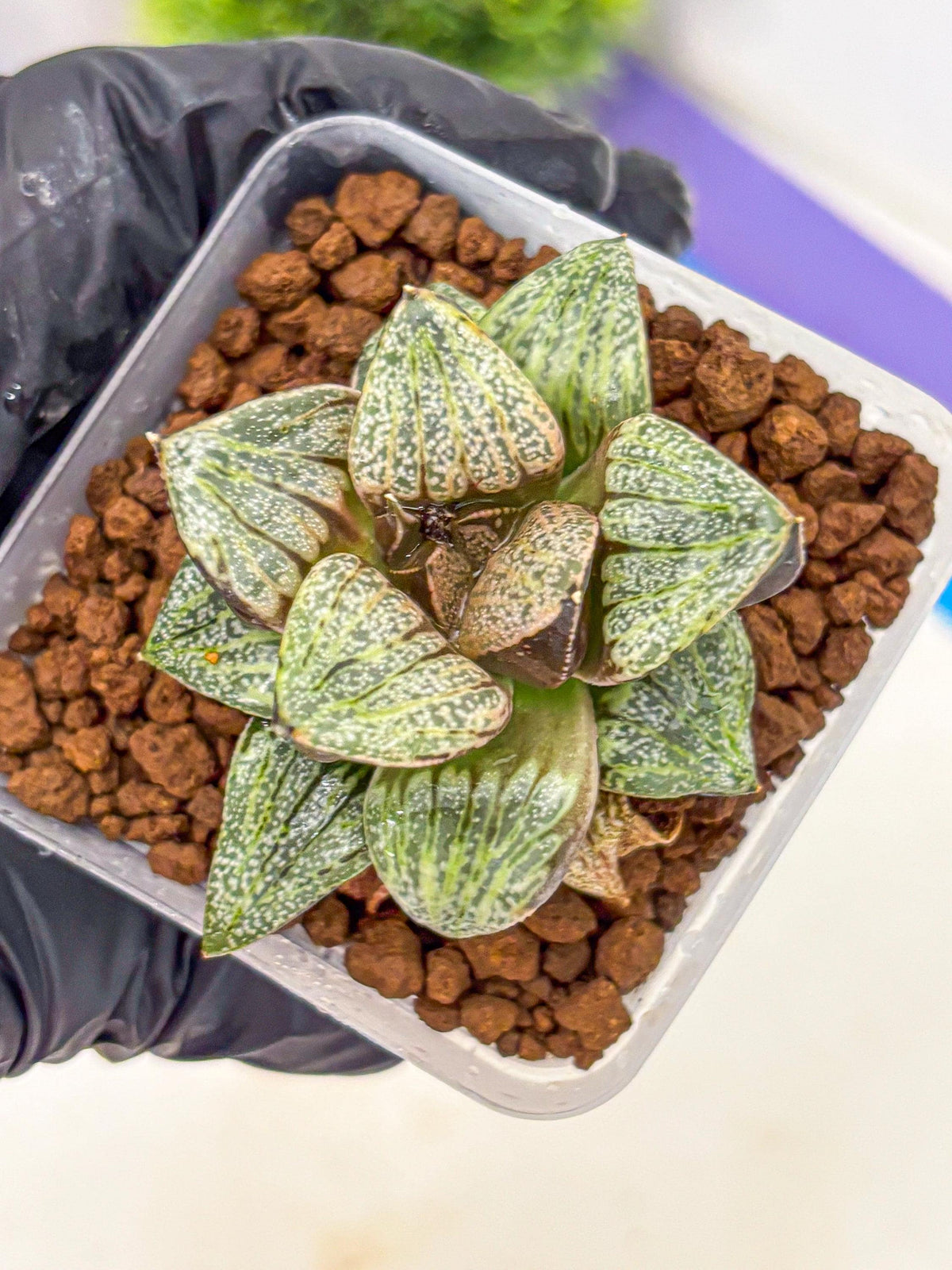 Haworthia Picta Hyb (wa11) (7) | Easy Care Indoor Plant