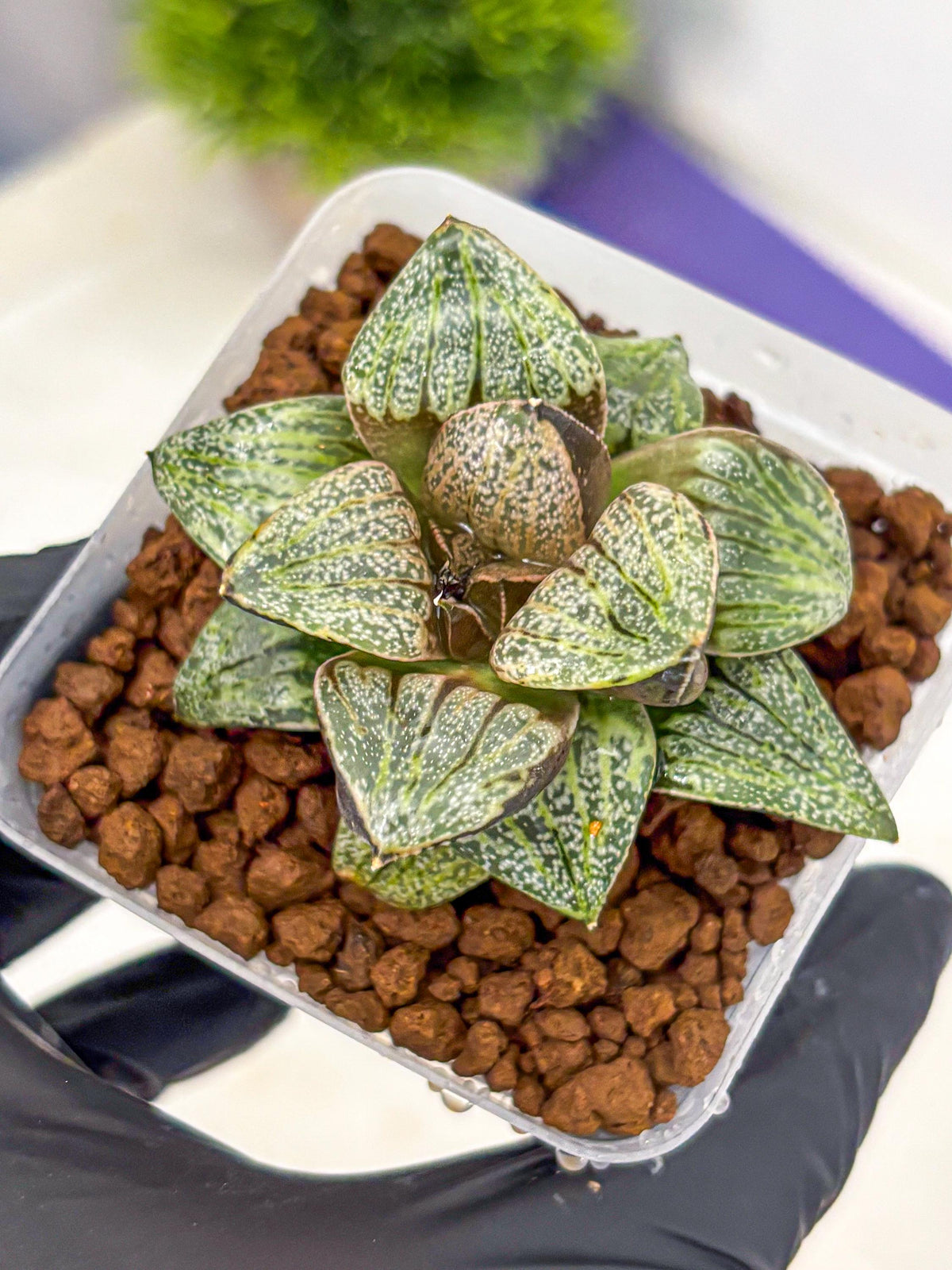 Haworthia Picta Hyb (wa11) (7) | Easy Care Indoor Plant