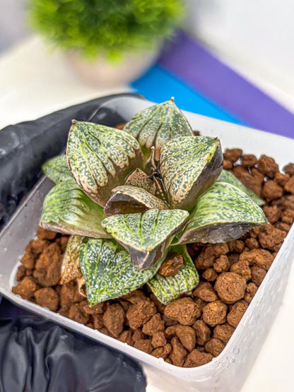 Haworthia Picta Hyb (wa11) (7) | Easy Care Indoor Plant
