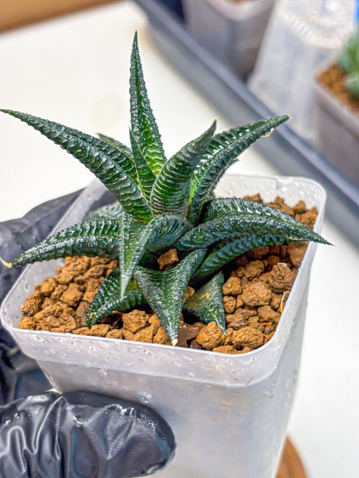 Haworthia koel (wa11) (9) | Easy Care Indoor Plant