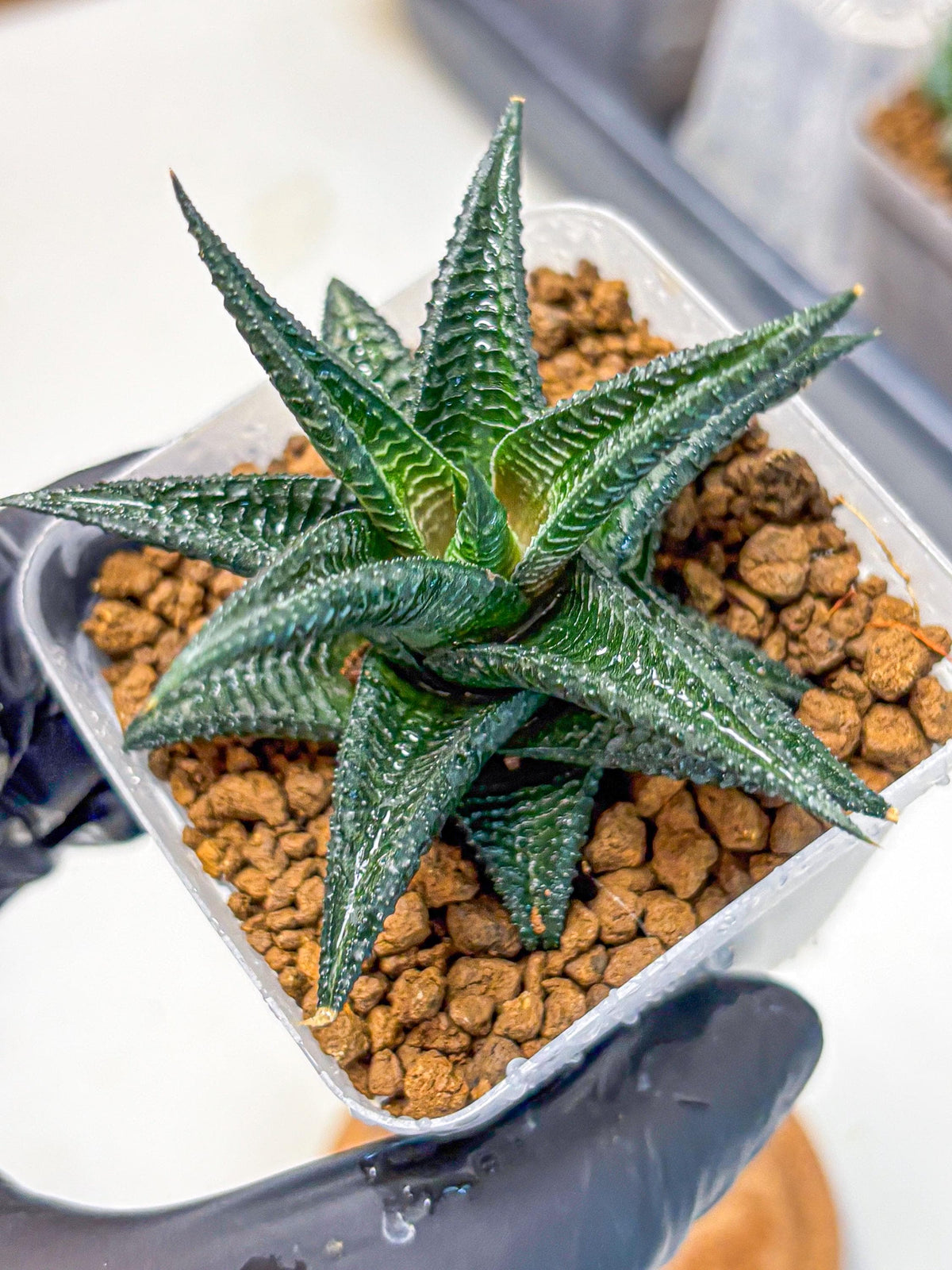 Haworthia koel (wa11) (9) | Easy Care Indoor Plant