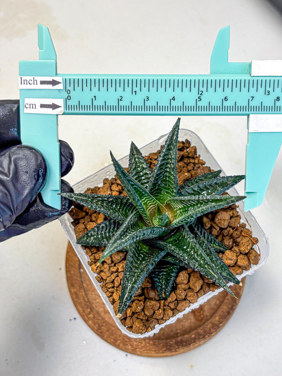 Haworthia koel (wa11) (9) | Easy Care Indoor Plant
