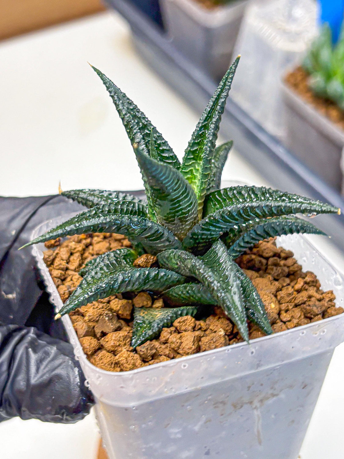 Haworthia koel (wa11) (9) | Easy Care Indoor Plant
