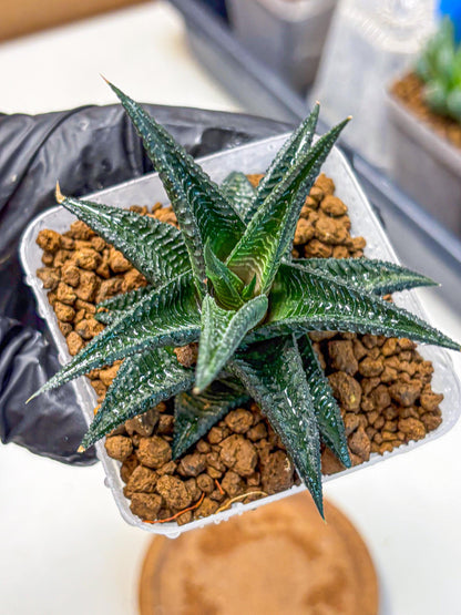 Haworthia koel (wa11) (9) | Easy Care Indoor Plant