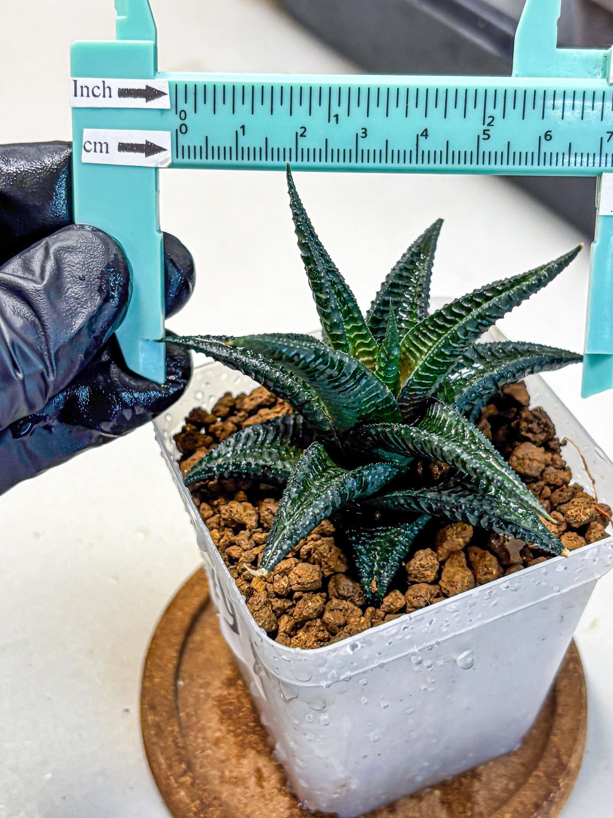 Haworthia koel (wa11) (9) | Easy Care Indoor Plant