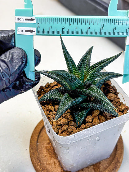 Haworthia koel (wa11) (9) | Easy Care Indoor Plant