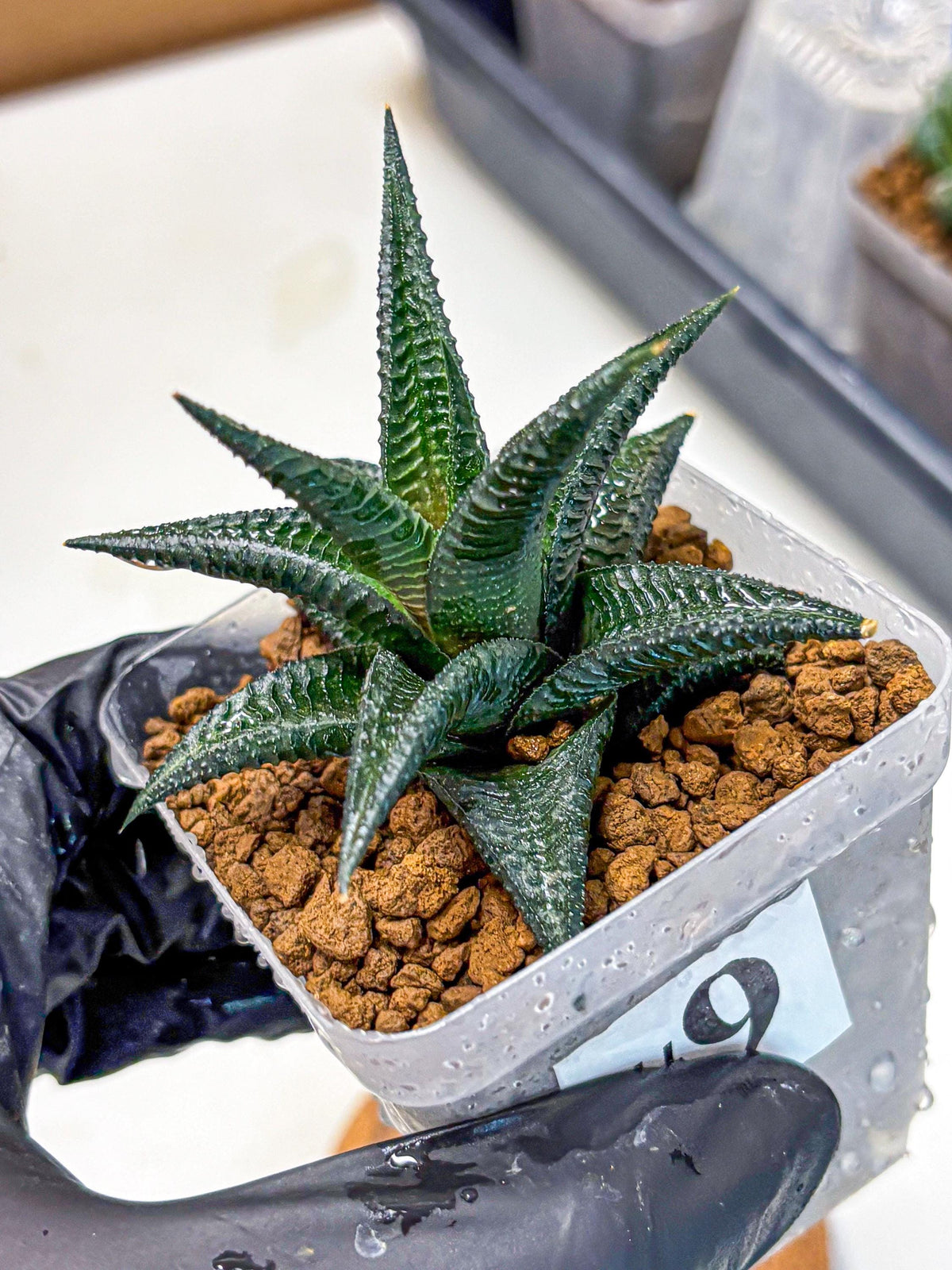 Haworthia koel (wa11) (9) | Easy Care Indoor Plant