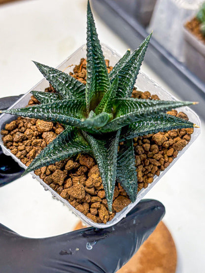 Haworthia koel (wa11) (9) | Easy Care Indoor Plant